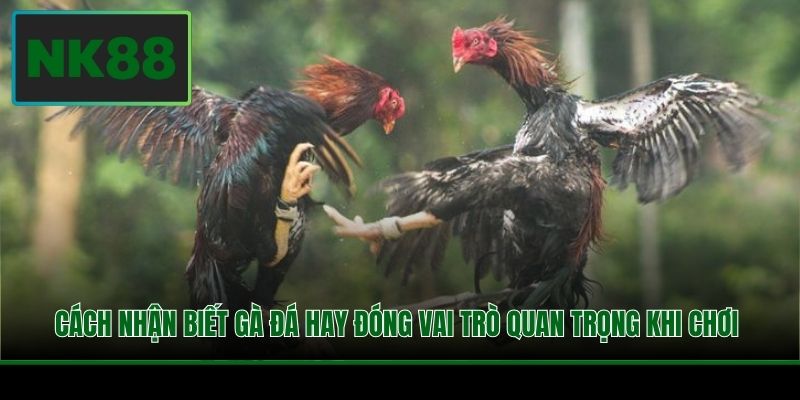 Cách nhận biết gà đá hay đóng vai trò quan trọng khi chơi 