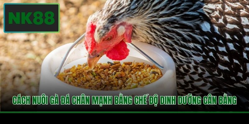 Cách nuôi gà đá chân mạnh bằng chế độ dinh dưỡng cân bằng