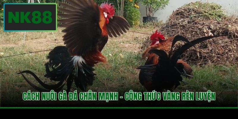 Cách Nuôi Gà Đá Chân Mạnh - Công Thức Vàng Rèn Luyện