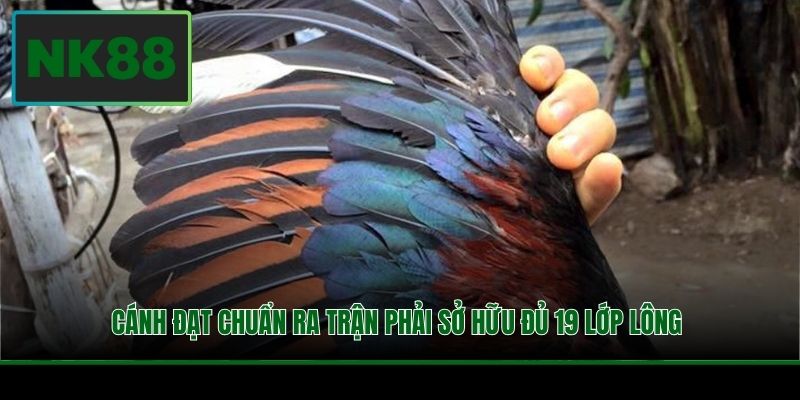 Cánh đạt chuẩn ra trận phải sở hữu đủ 19 lớp lông 