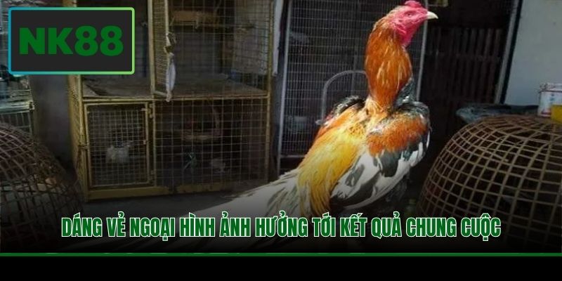 Dáng vẻ ngoại hình ảnh hưởng tới kết quả chung cuộc