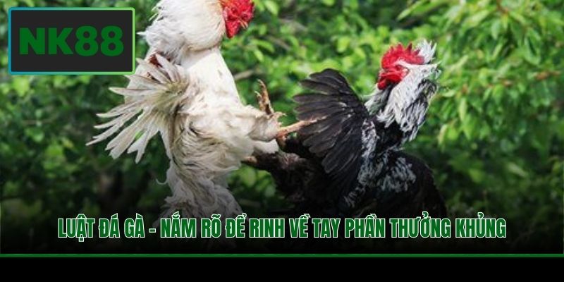 Luật Đá Gà - Nắm Rõ Để Rinh Về Tay Phần Thưởng Khủng