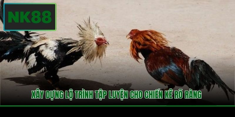 Xây dựng lộ trình tập luyện cho chiến kê rõ ràng 